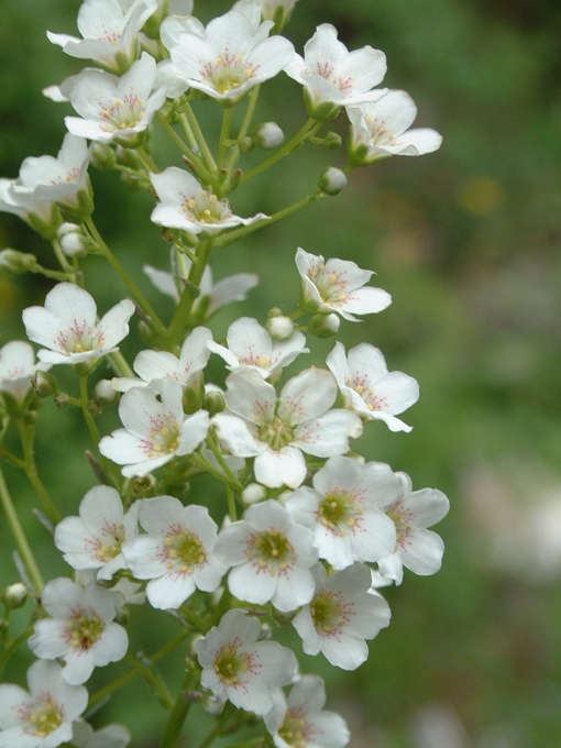 Saxifraga callosa